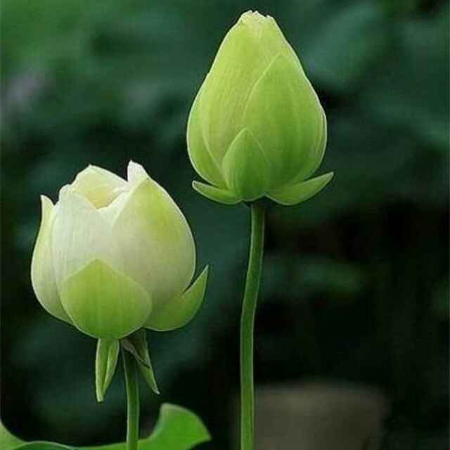 照片名称：存此留念